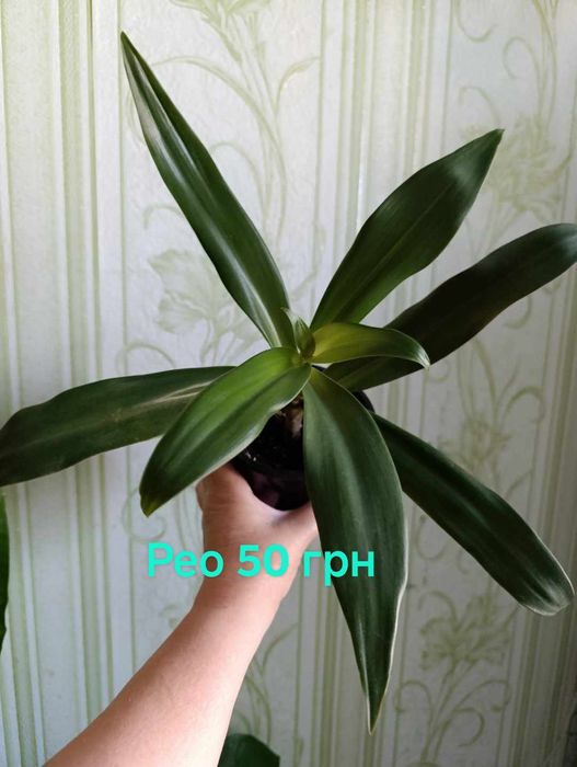 Комнатные растения