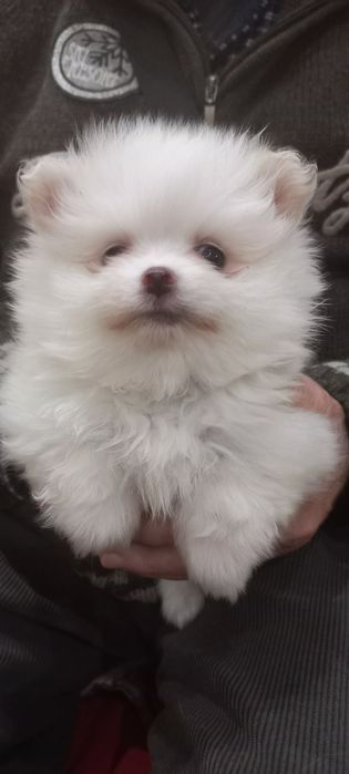 Цуценята померанского шпіца