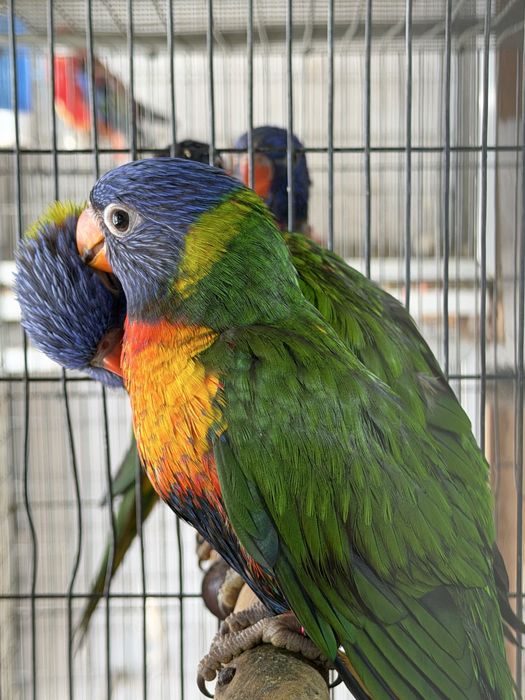 Loris  Molucanus Arco Iris