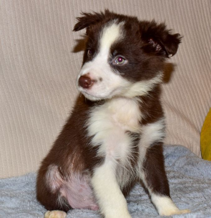 Border Collie chocolate