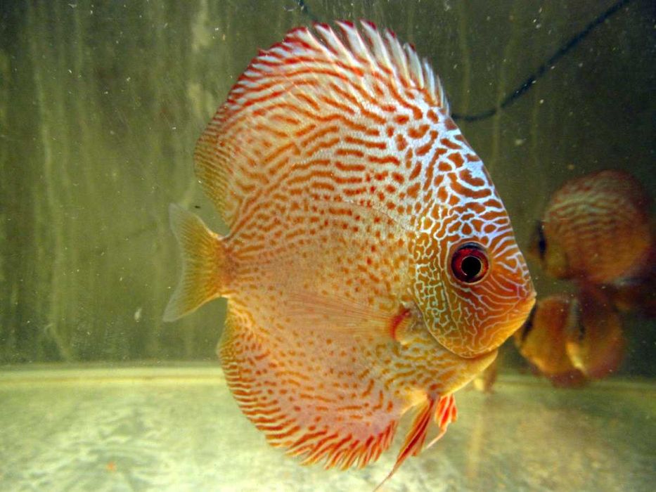 Дискус Кобра, Туркис, Пантера, Leopard от производителя