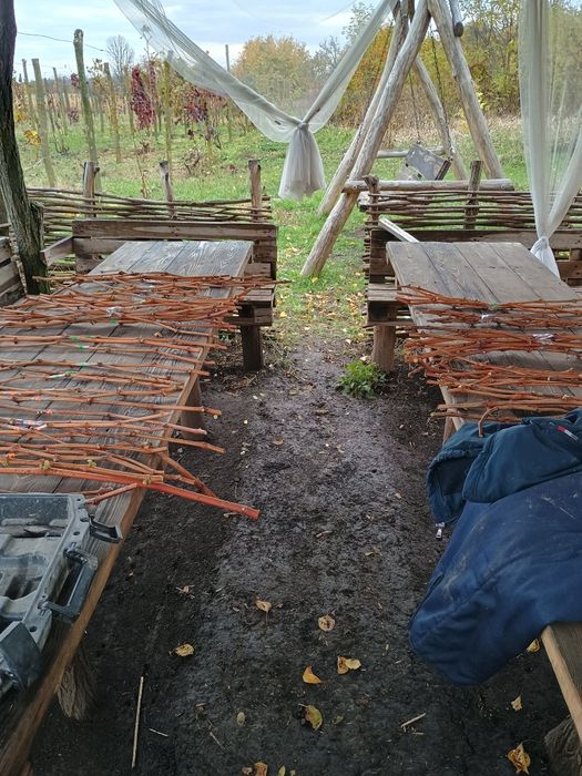 Чубуки винограда