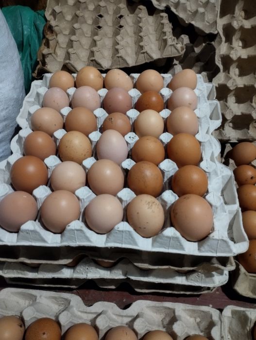 Продаю iнкубацiйне яйце