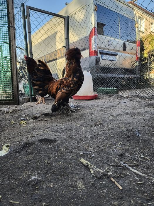 Sprzedam koguty ozdobne