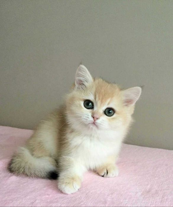 Kotka  niebieska złota szynszyla