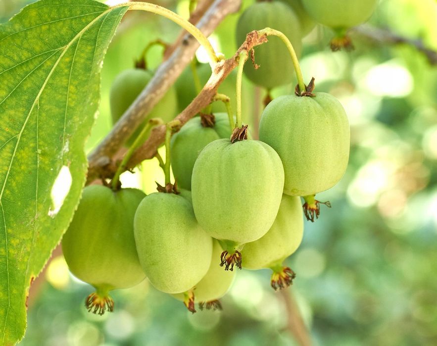 Mini Kiwi Aktinidia ostrolistna Obupłciowe (Actinidia arguta) 3.0L
