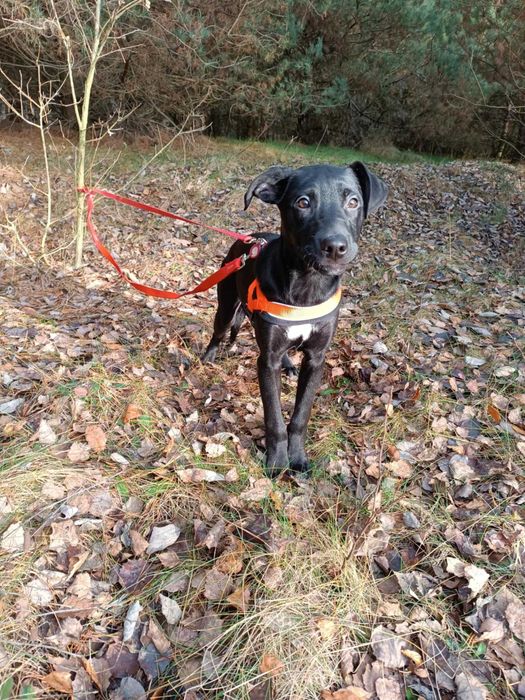 Uratowany G O N Z nadal bez SWOKEGO człowieka!