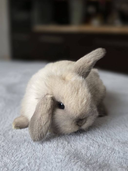 królik miniaturka, rodzinny, legalna hodowla