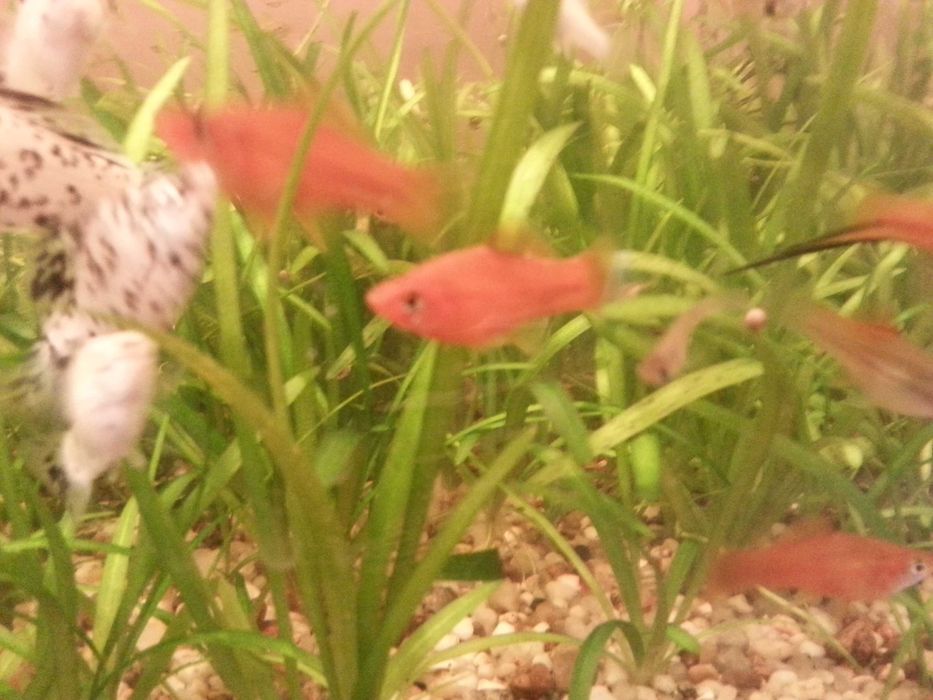 Czerwone mieczyki i zielone