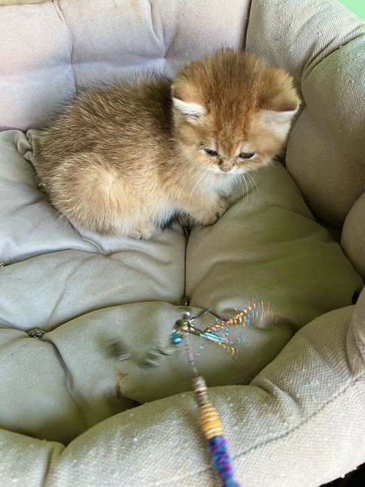 Британська золота шиншила Laura  bri ny 11