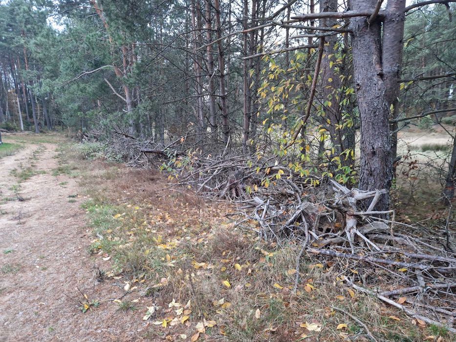 Oddam chrust, gałęzie na opał