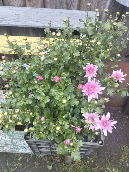 Продам мультифлору