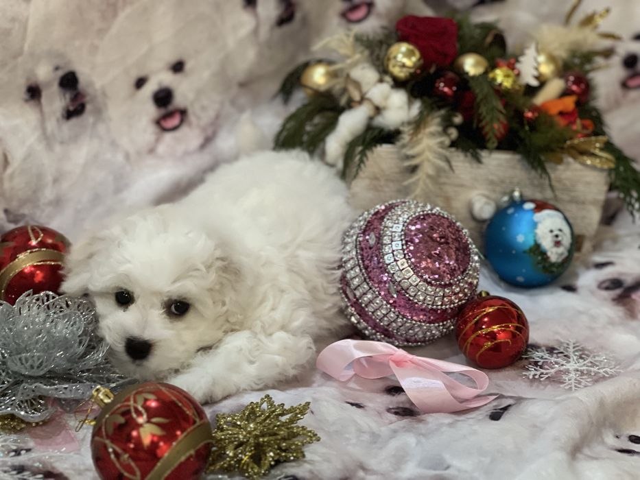 Цуценята бішон фрізе