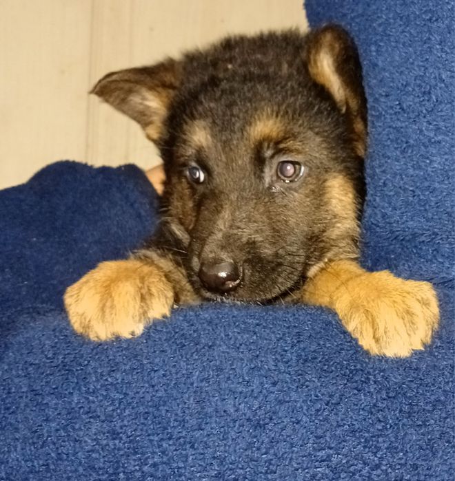 Чудові цуценята німецької вівчарки