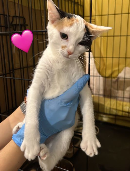 Gatinhos bebés para adoção responsável