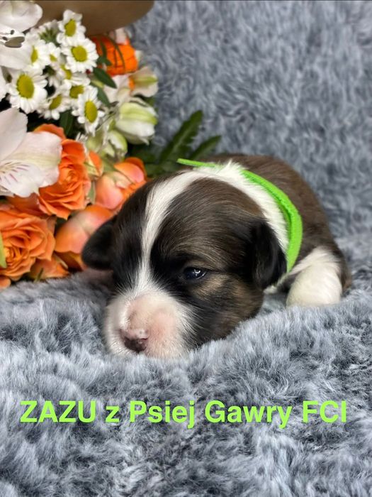 Hawańczyk ZkwP szczenięta