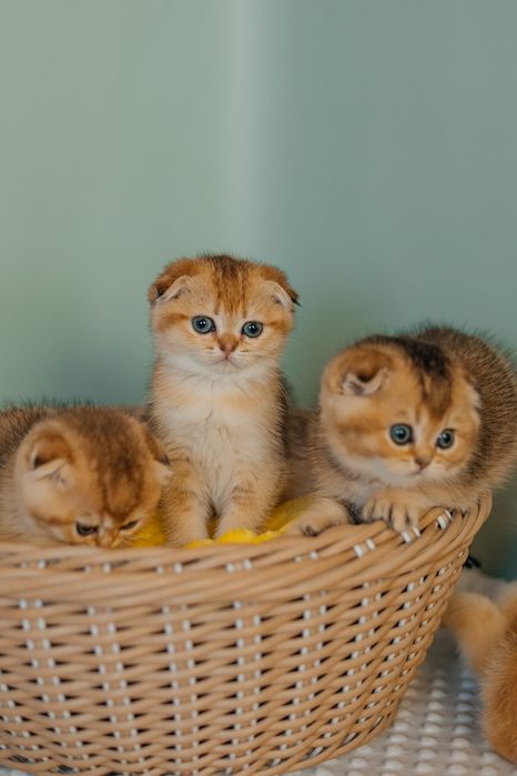 Шотландские котята