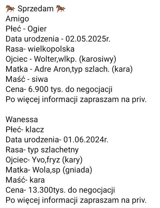 Sprzedam konie Amigo i Wanessa