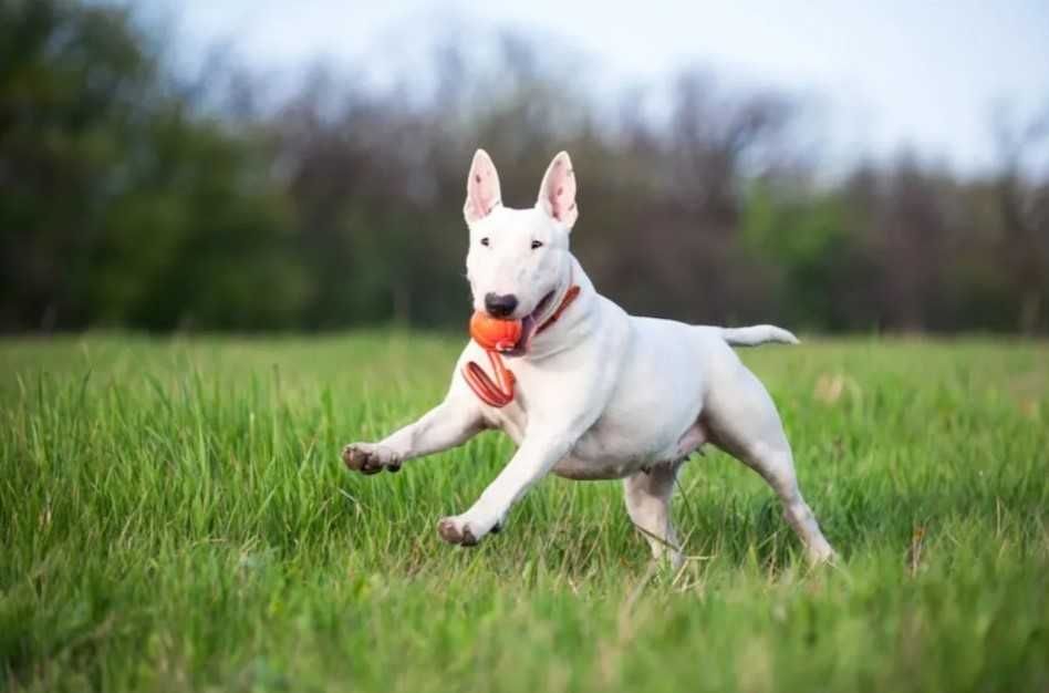 NOVO - Liker Line - Bola com Pega para Cães