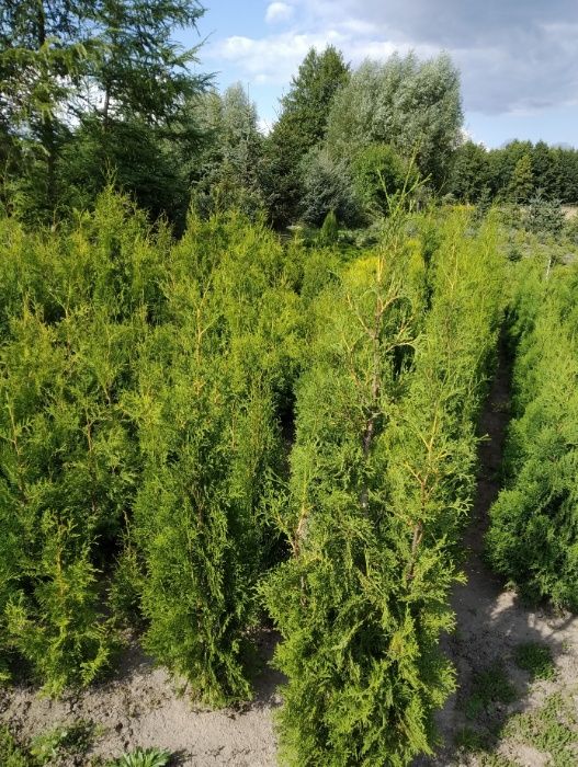 Tuja Brabant - producent