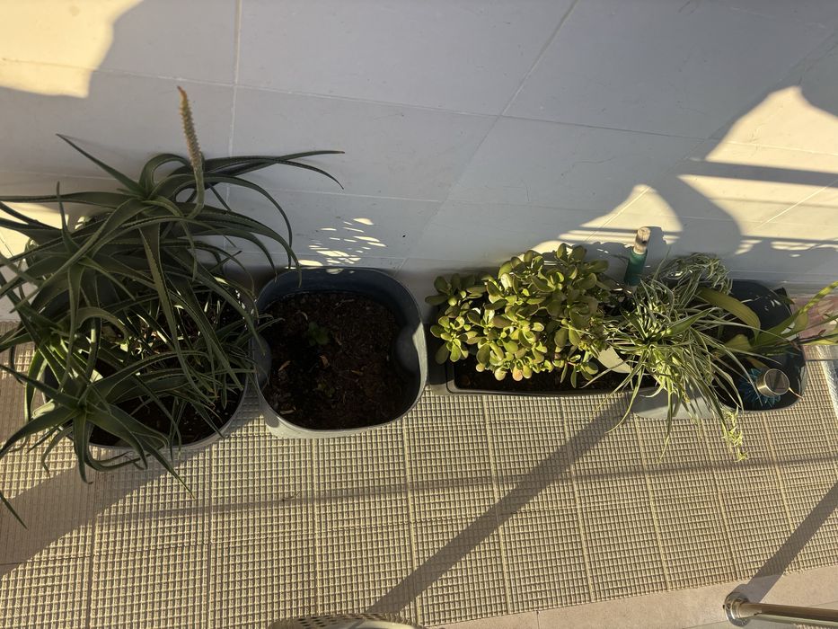 Plantas / vasos/ floreira/ suporte