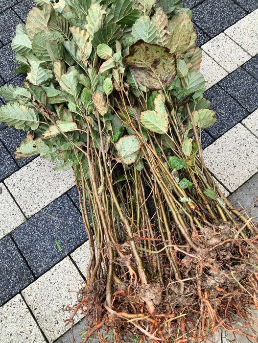 Sadzonki brzozy cała Polska