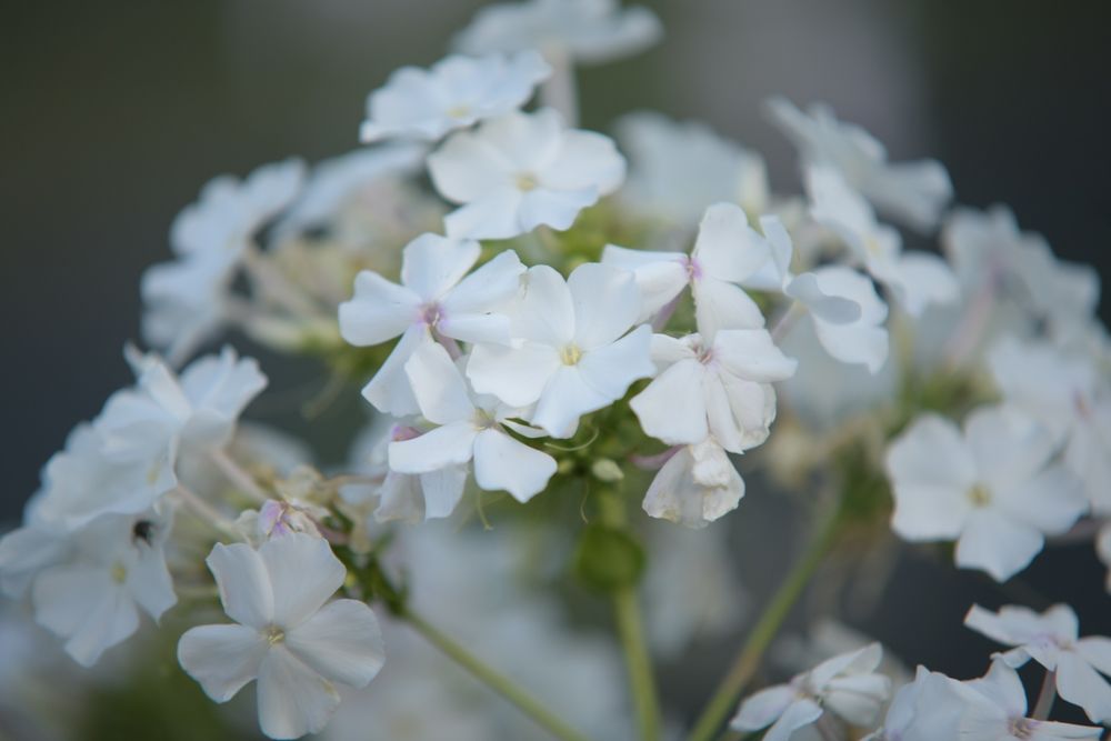 Sigma APO DG 70-200 1:2.8 II Macro HSM