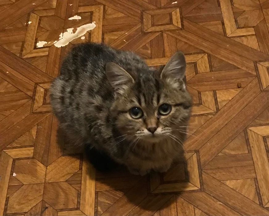 Шикарные котята бесплатно