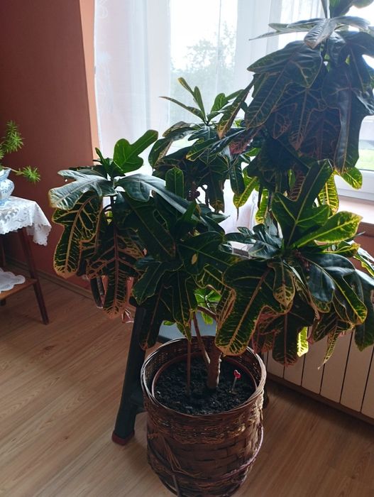 Kroton duży 20 letni