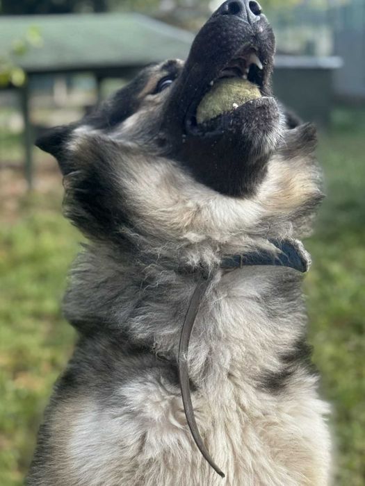 Wulkan energii i wielki Miś - Puszek Okruszek szuka domu - 0325/25