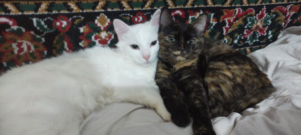 Бесплатно.Отдам в добрые руки кошку или кота