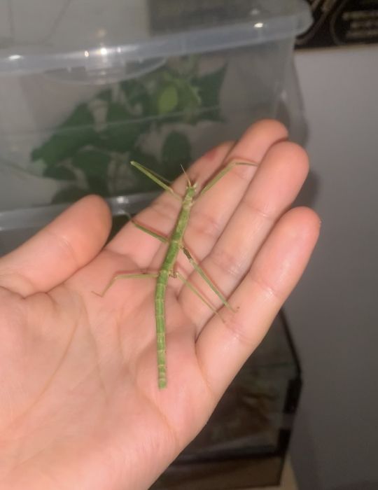 patyczaki do oddanie stadium l1