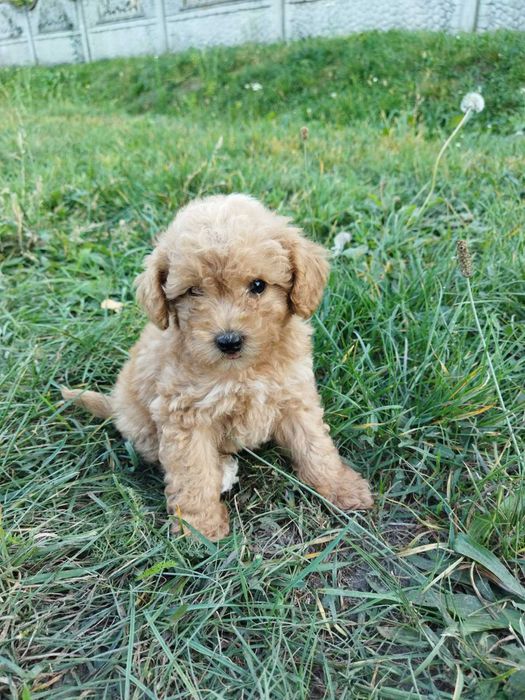 Продам цуценят мальтіпу 2.5 місяця