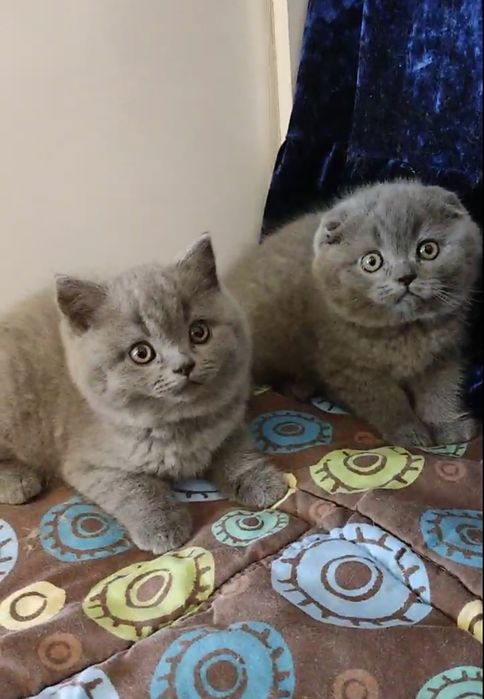 Котята шотландские голубые