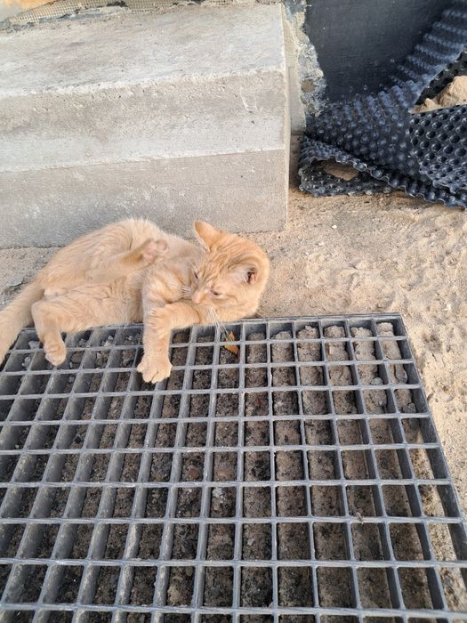 Mały rudy kotek do wydania