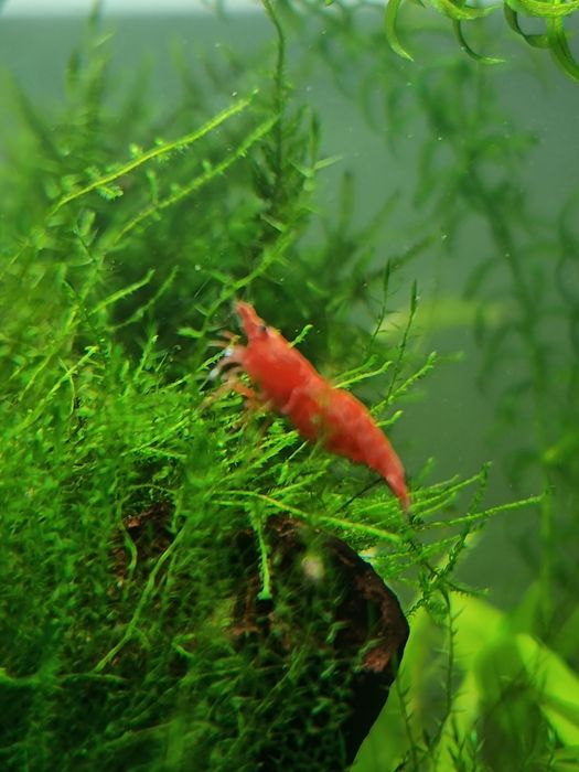 Java moss, mech jawajski rozmiar XXXL