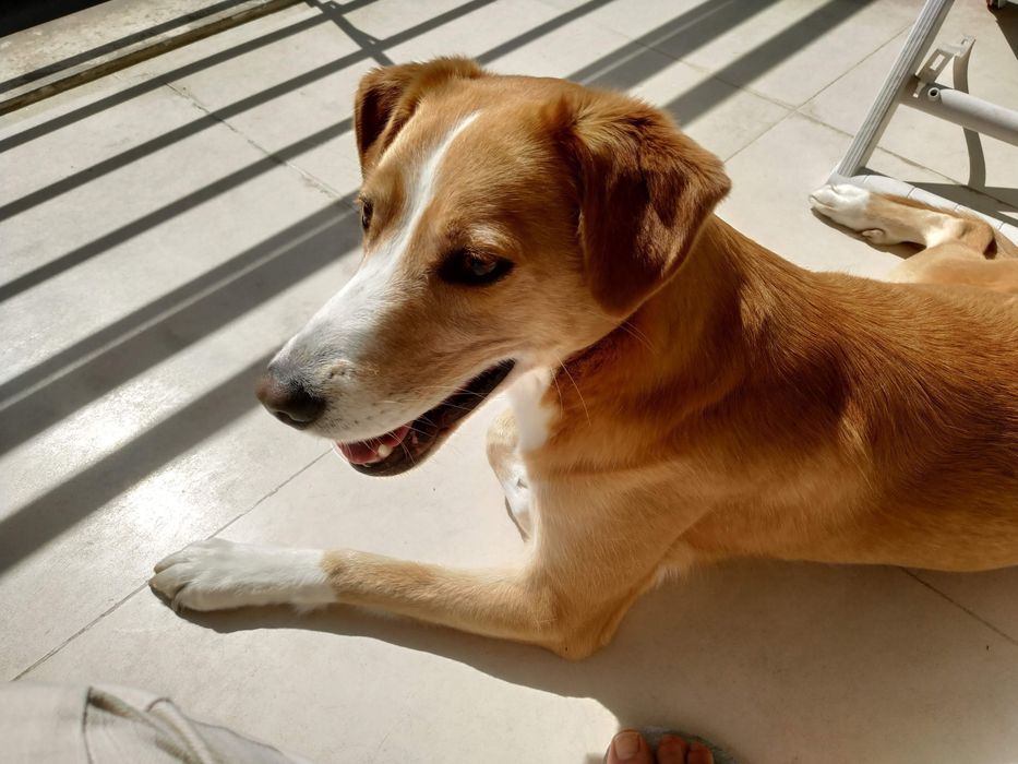 A Mel precisa de um jardim - Adopção Responsável