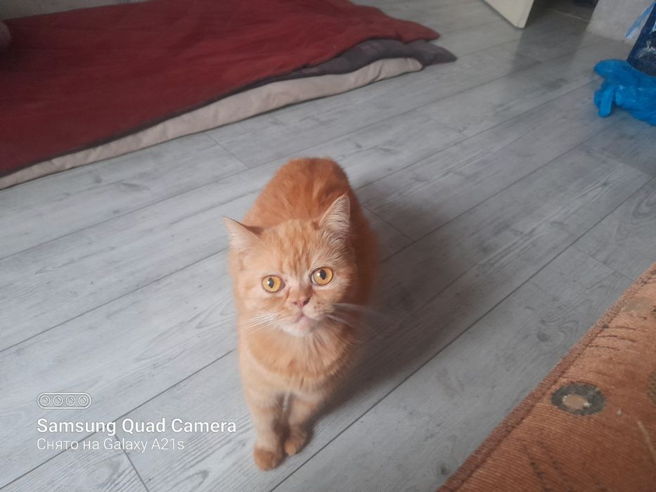 Шотландский кот вислоухий