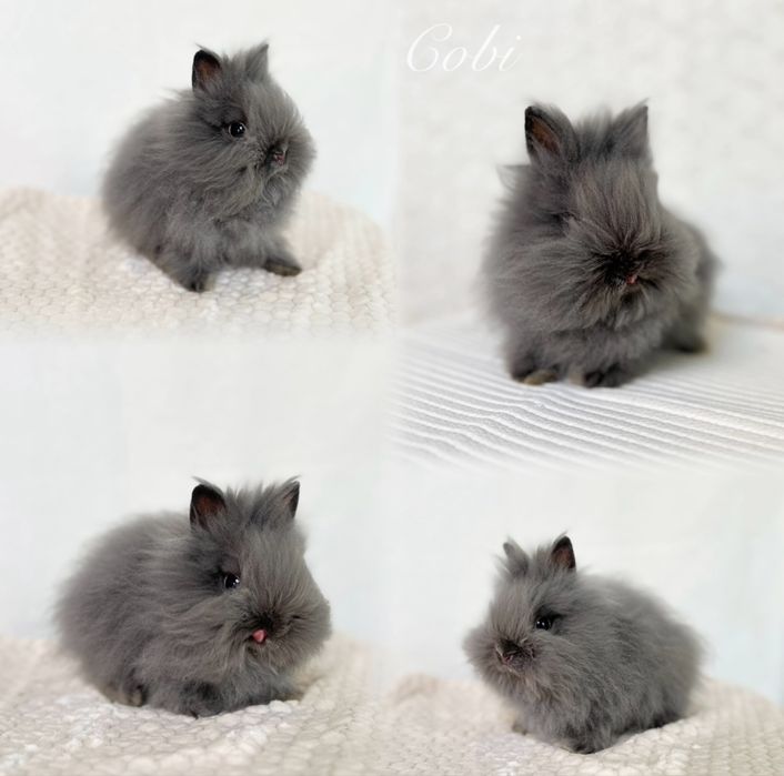 Kroliczki Karzełki Teddy najmniejsza rasa, Mini lopki