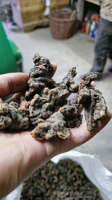 Сухий корінь Калгану