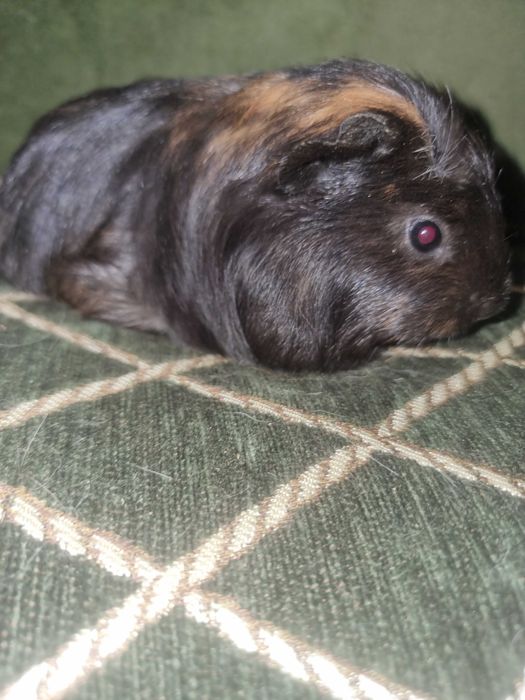 Хлопчик коронет морська свинка