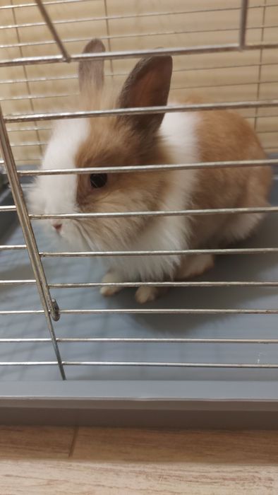 Зайчик декоративний