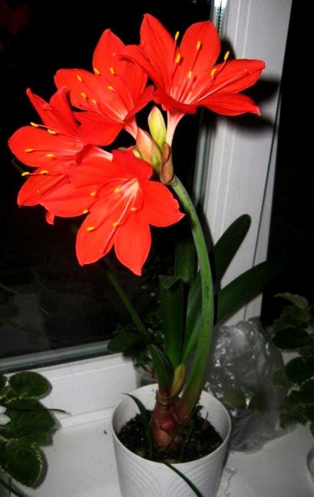Распродажа. Лилия комнатная. Лилия Красная. Детки .
