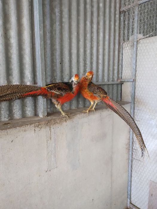Tenho para ceder    Faisões  Dourados Machos