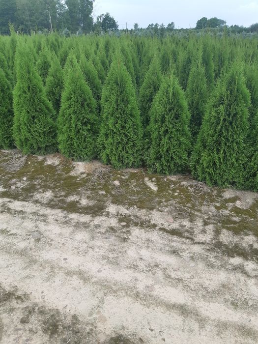 Tuja Thuja Tuje Szmaragd 150cm