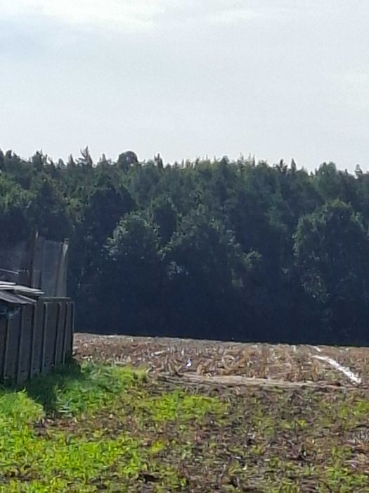 Działka budowlana przy lesie