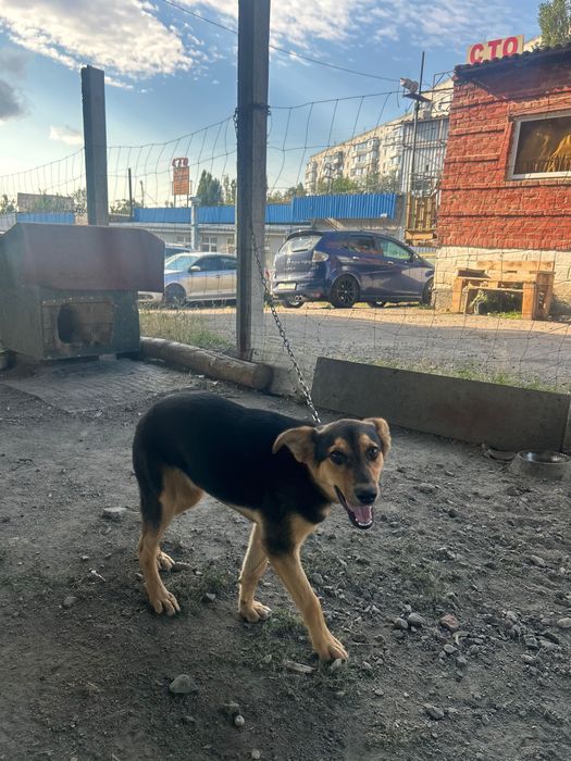 Песик в добрі руки