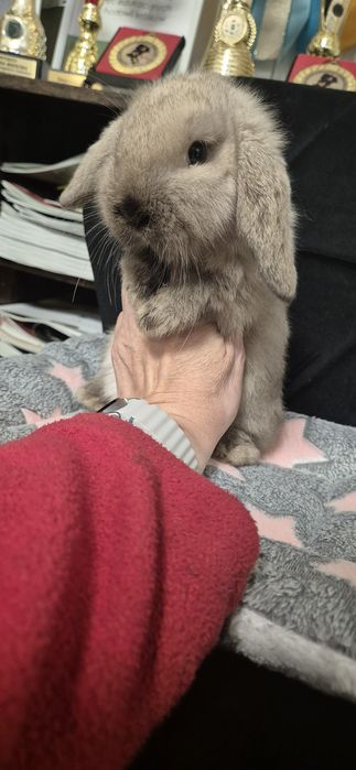 Króliki Mini lop rasowe