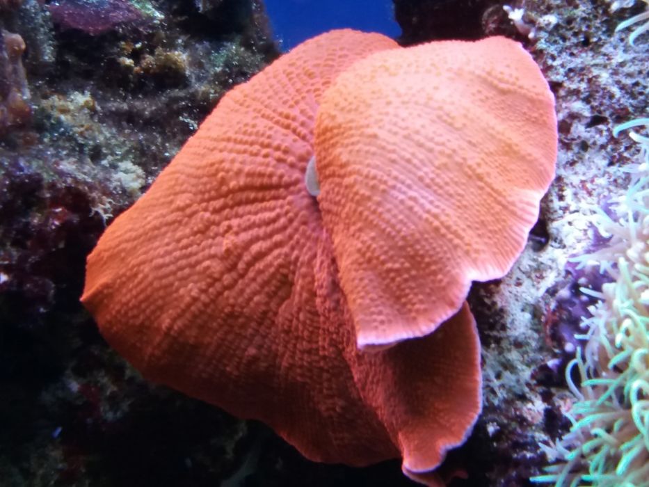 Corais de fáceis  manutenção