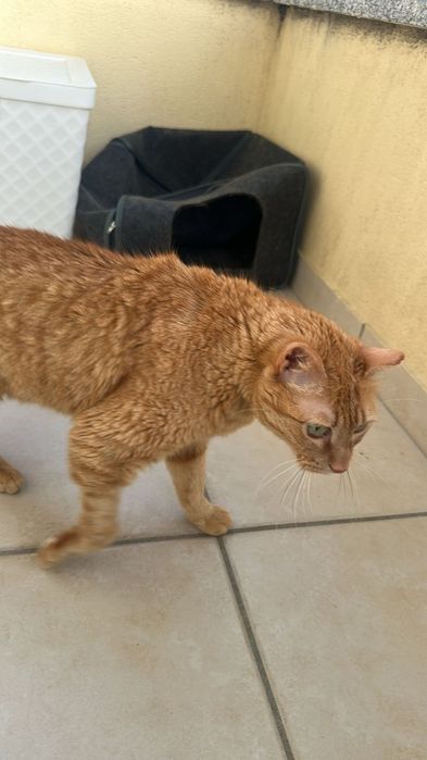 Flash- Gatinho senior para adoção responsável